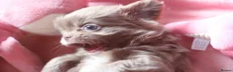 Chihuahua dogs for sale: Quality KC Registered chihuahua Boys  - Advert 3