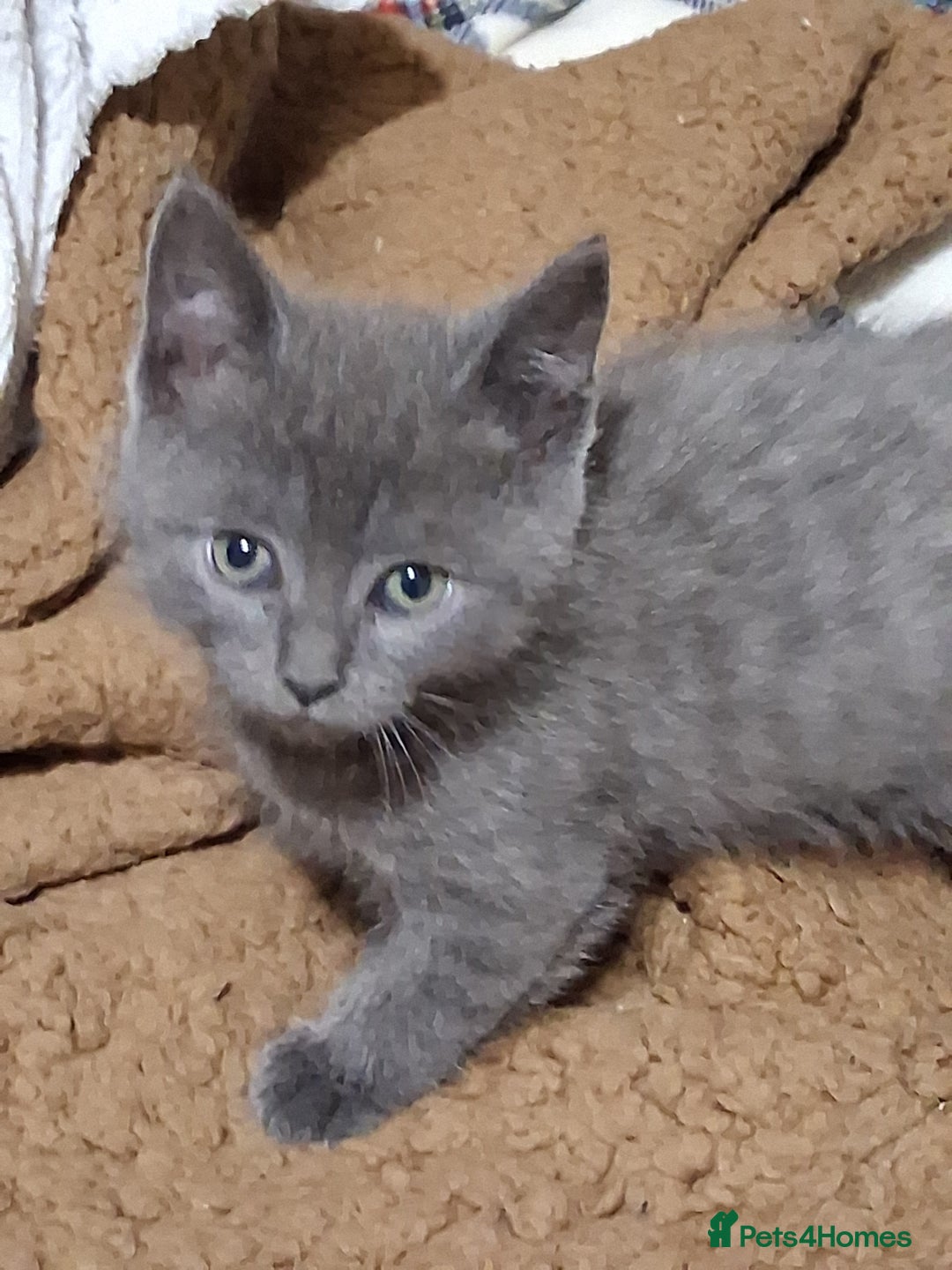 Scottish Fold cats for sale: Beautiful Grey Scottish Fold & Straight Kittens - Image 6