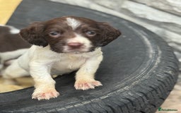 English Springer Spaniel dogs for sale: Pedigree Springer Spaniel Pups.  - Image 17