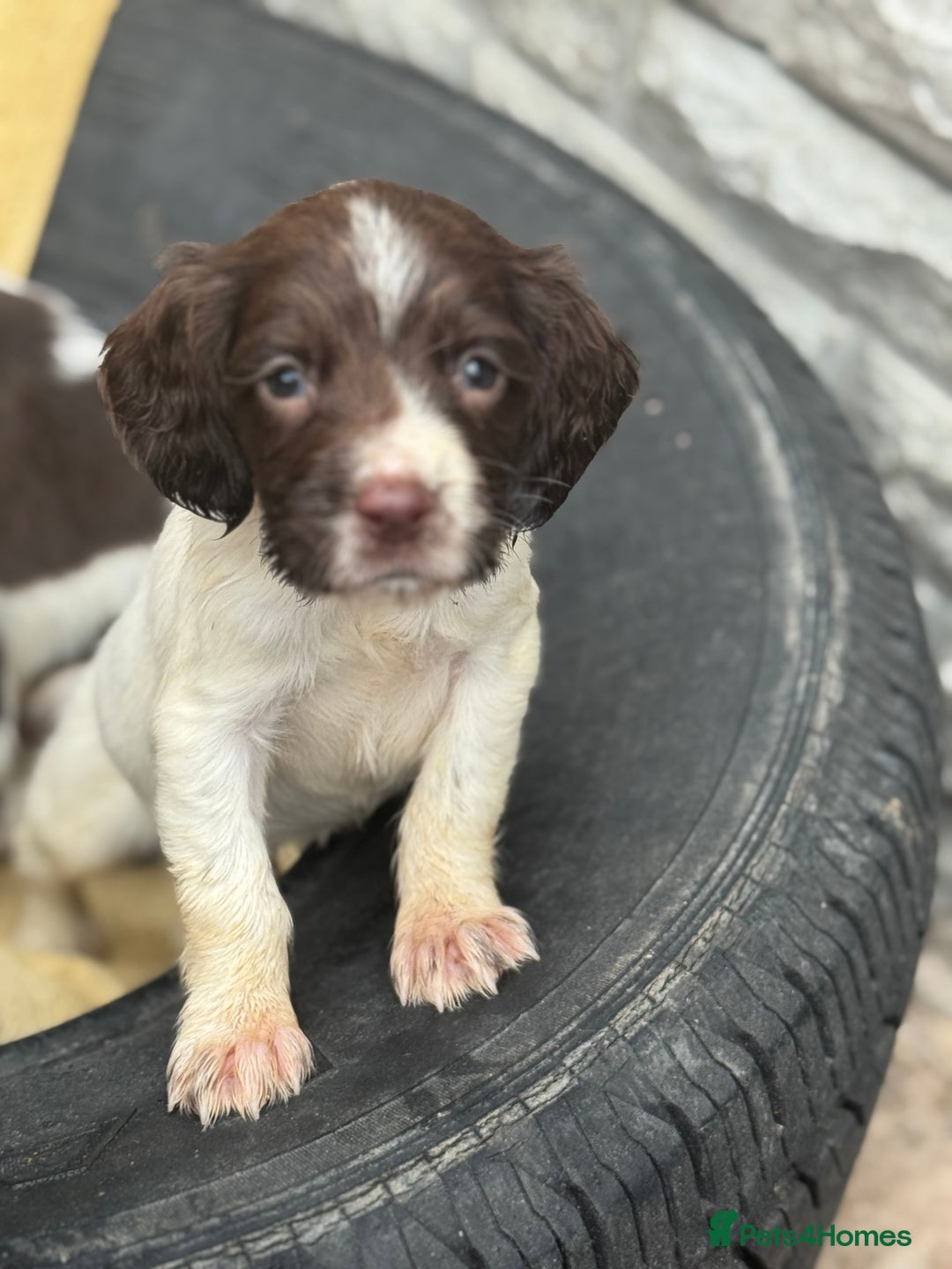 English Springer Spaniel dogs for sale: Pedigree Springer Spaniel Pups.  - Image 17