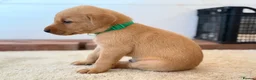 Labrador Retriever dogs for sale: Labrador Retriever puppies - Advert 24