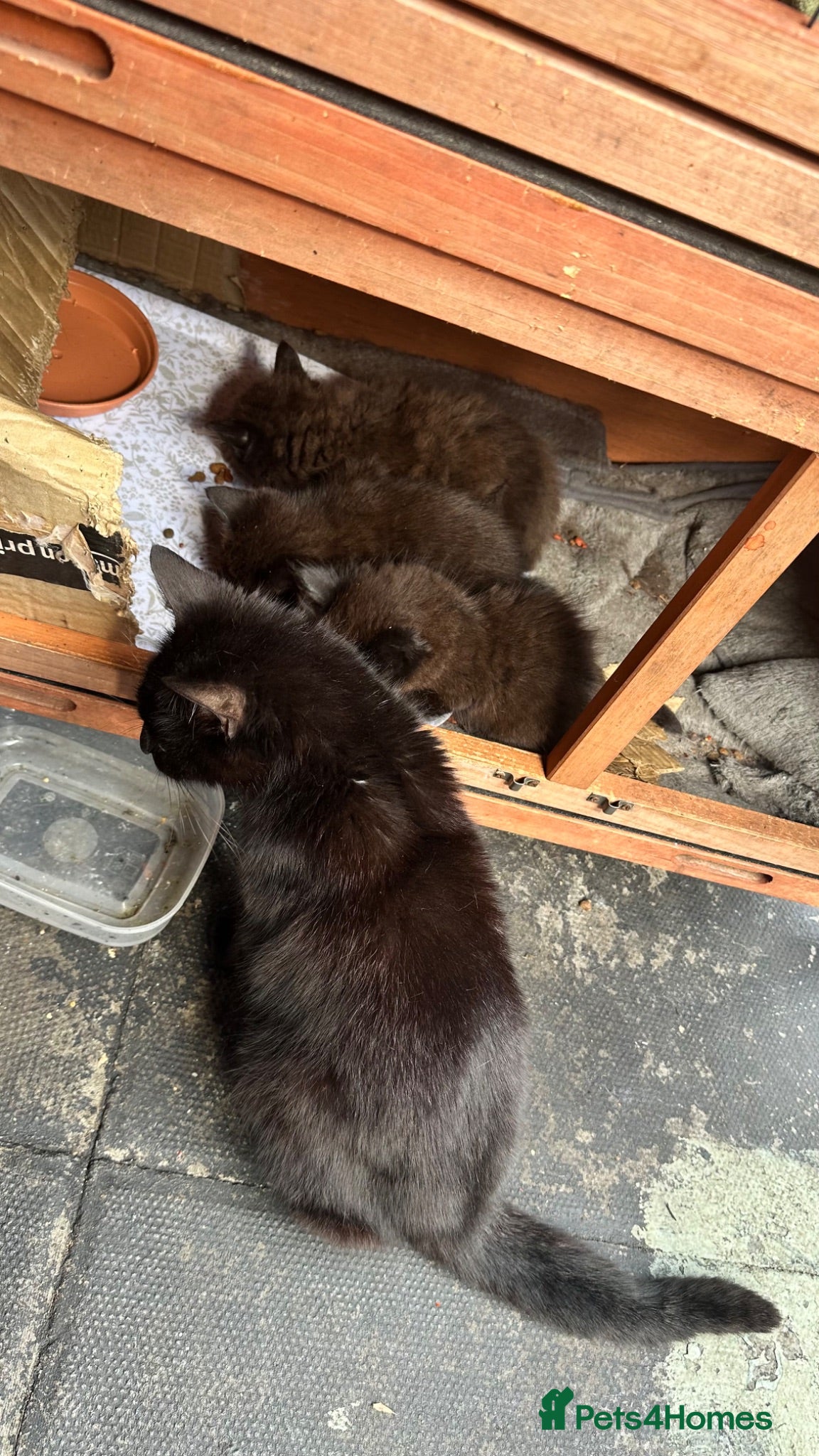 Mixed Breed cats Rare Chocolate Brown Fluffy Kittens - Advert 1