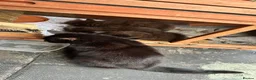 Mixed Breed cats for sale: Rare Chocolate Brown Fluffy Kittens - Advert 1
