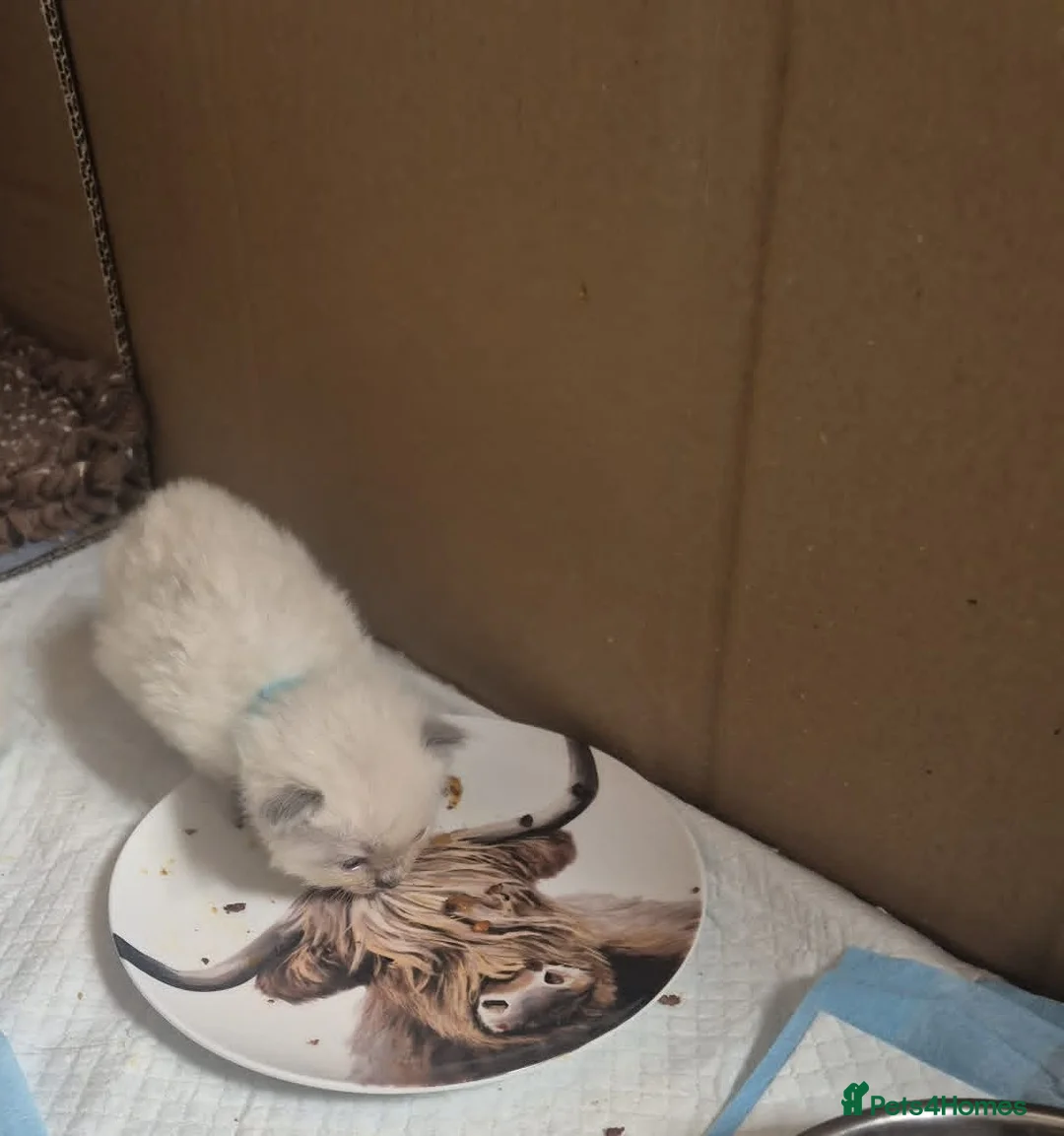 Ragdoll cats for sale: Stunning Ragdoll Kittens - Advert 11