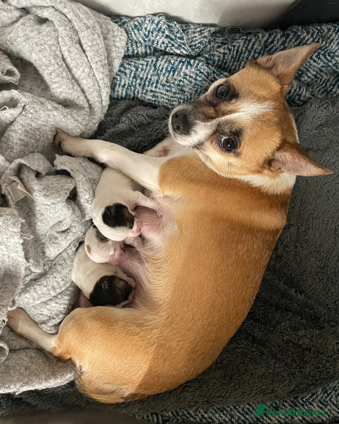 Mixed Breed dogs for sale: 3 Small Mixed breed puppies  in Manchester - Advert 40