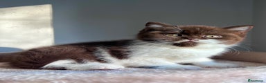 British Shorthair Cinnamon Kitten 1