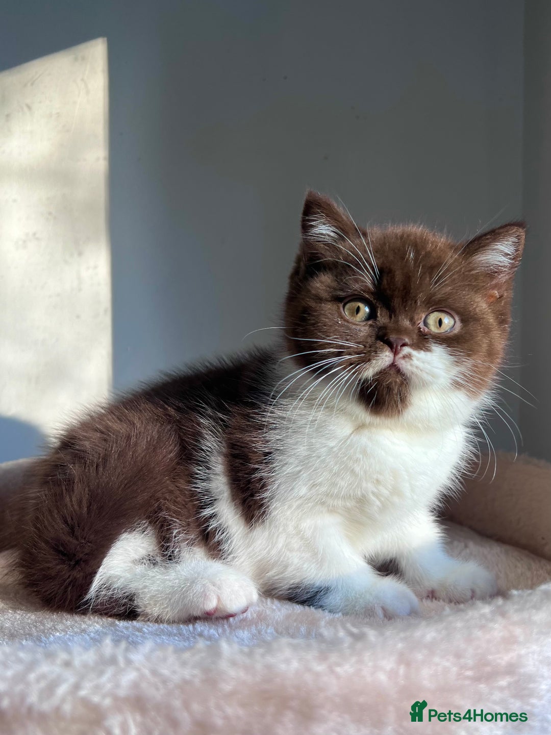 British Shorthair cats for sale: Only one kitten left! Champion lines BSH kittens  - Advert 11