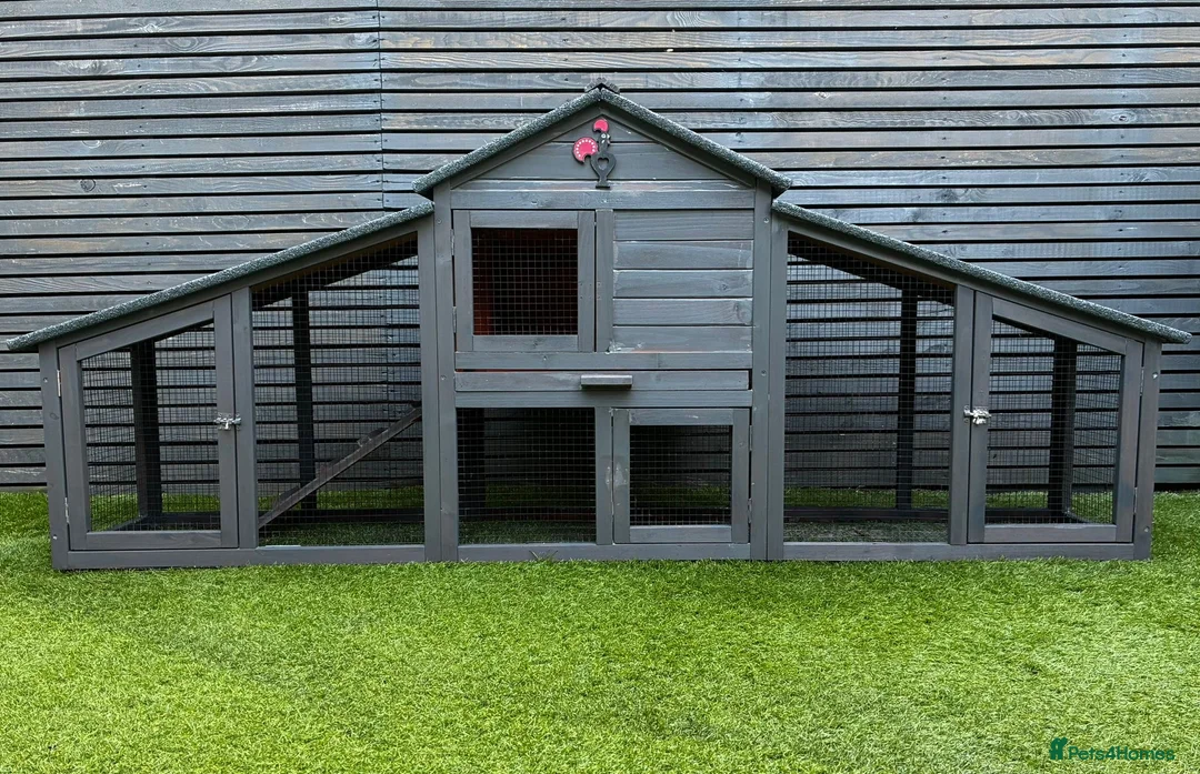 Chickens poultry for sale: 4x Mixed Colour Silkie Chickens & Coop in Romford - Advert 2