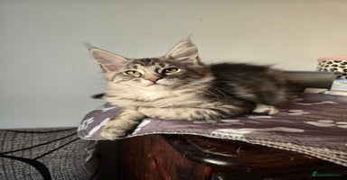 Maine Coon cats - Advert 6
