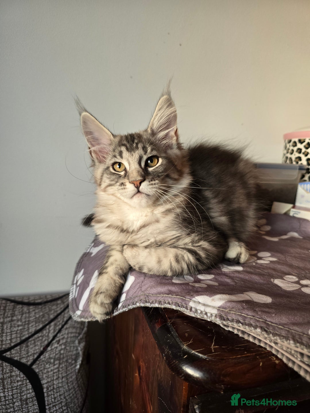 Maine Coon cats for sale: Last Pedigree Maine coon girl READY TO LEAVE  - Image 2