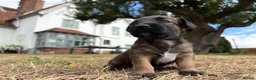 Jack Russell dogs for sale: Delightful Miniature Jack Russell Pups - Advert 1
