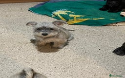Mixed Breed dogs for sale: Adorable wauzer puppies for sale  - Image 3
