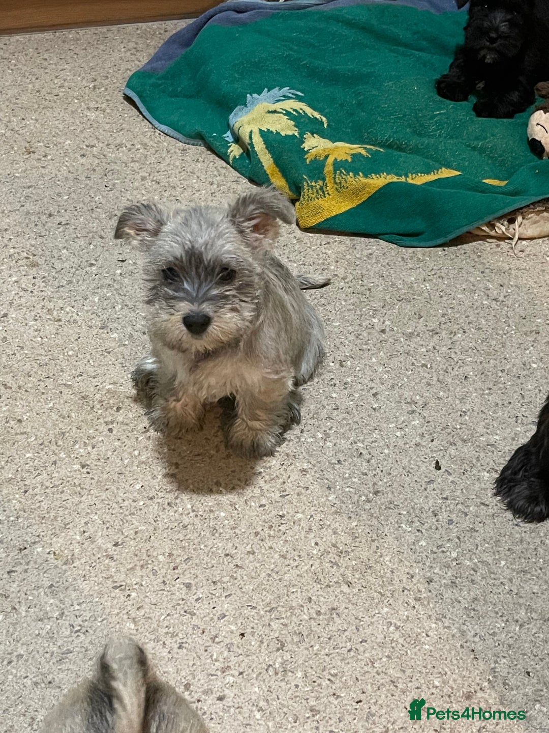 Mixed Breed dogs for sale: Adorable wauzer puppies for sale  - Image 3