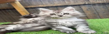 Maine Coon Kitten 4