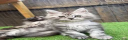 Maine Coon cats for sale: Pedigree Maine Coon kittens champion blood line - Advert 2