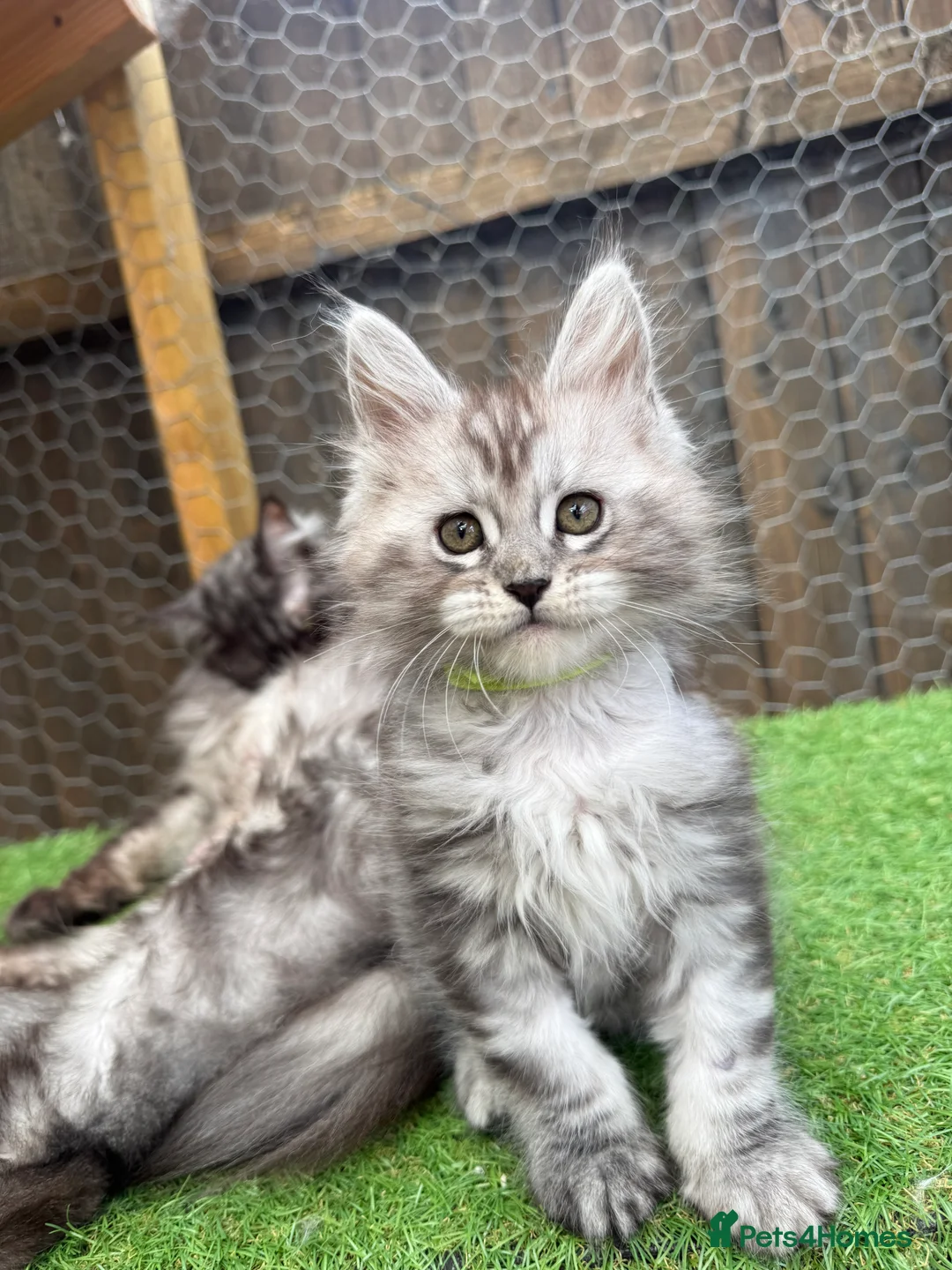 Maine Coon cats for sale: Pedigree Maine Coon kittens champion blood line - Advert 2