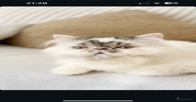 Persian cats - Advert 13