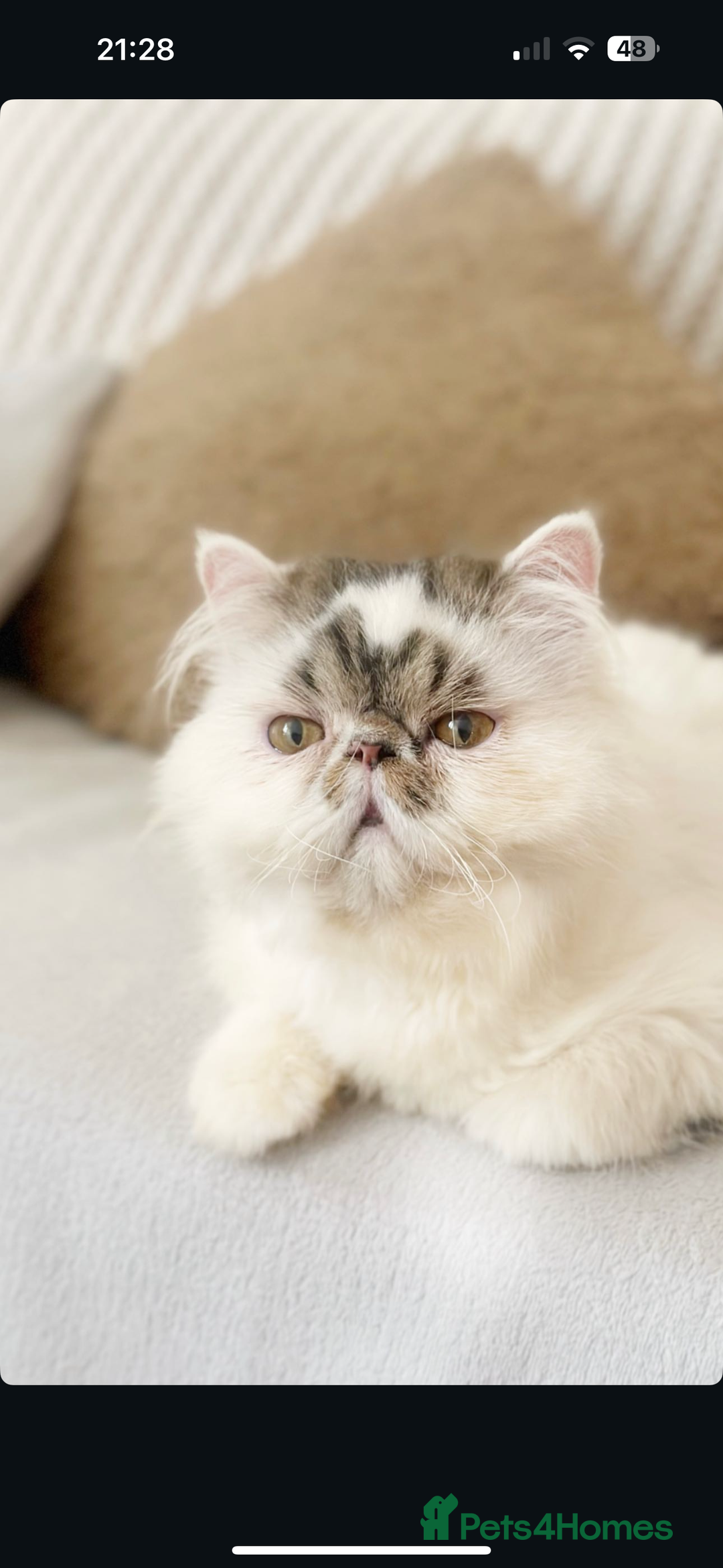 Persian cats for sale: Show Quality Champion Lines Boys For Sale 🏆  - Image 3