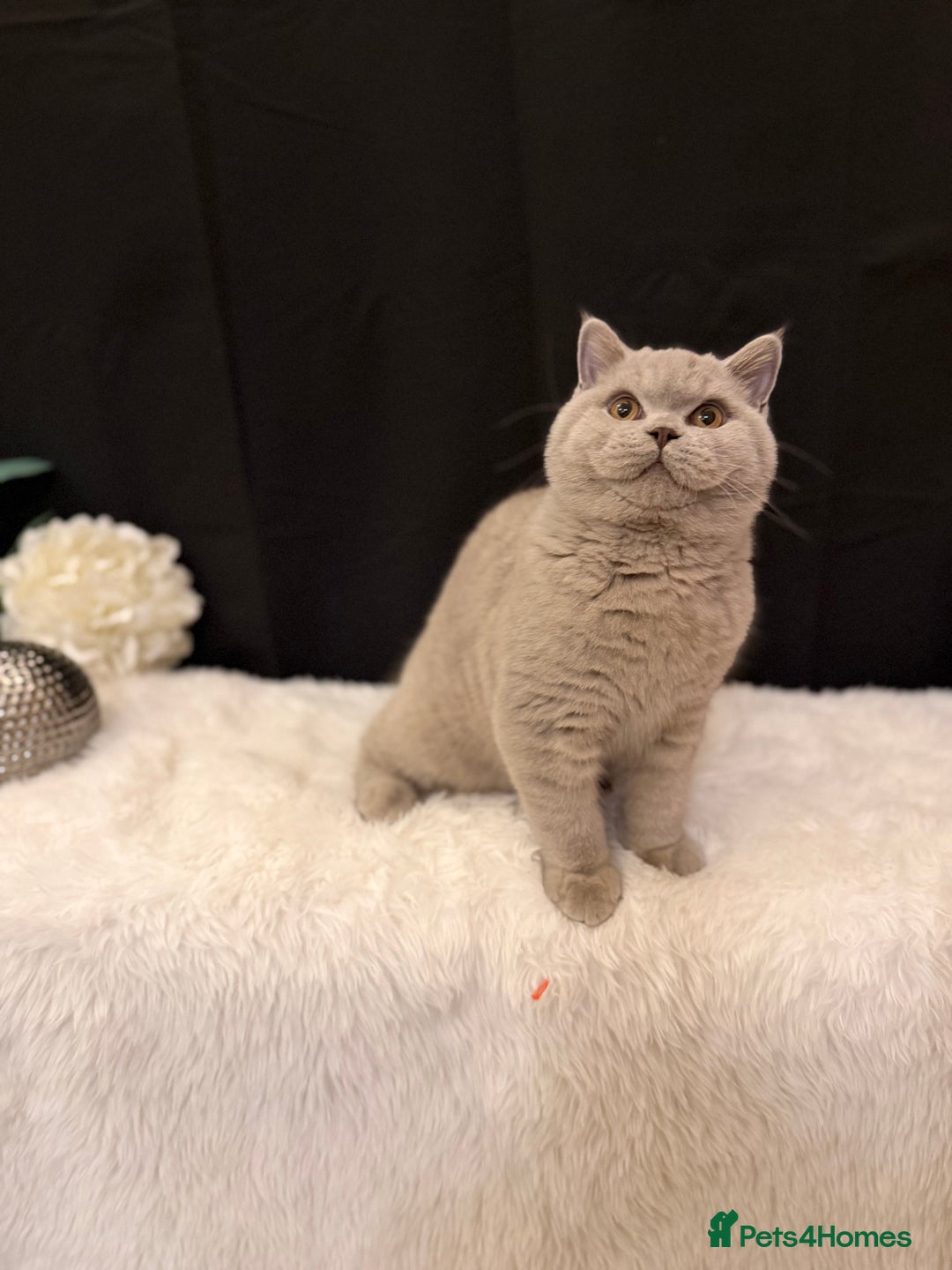 British Shorthair cats for sale: FULL PEDIGREE, REGISTERED BSH - Image 2