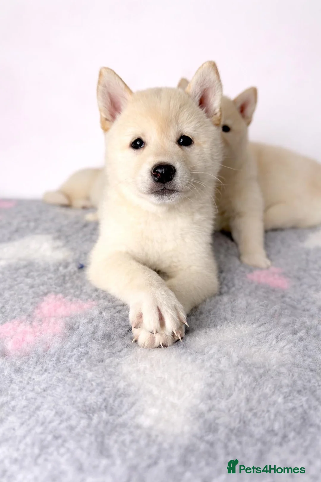 Japanese Shiba Inu dogs for sale: Japanese Shiba Inu Puppies Looking for Family Home - Advert 5