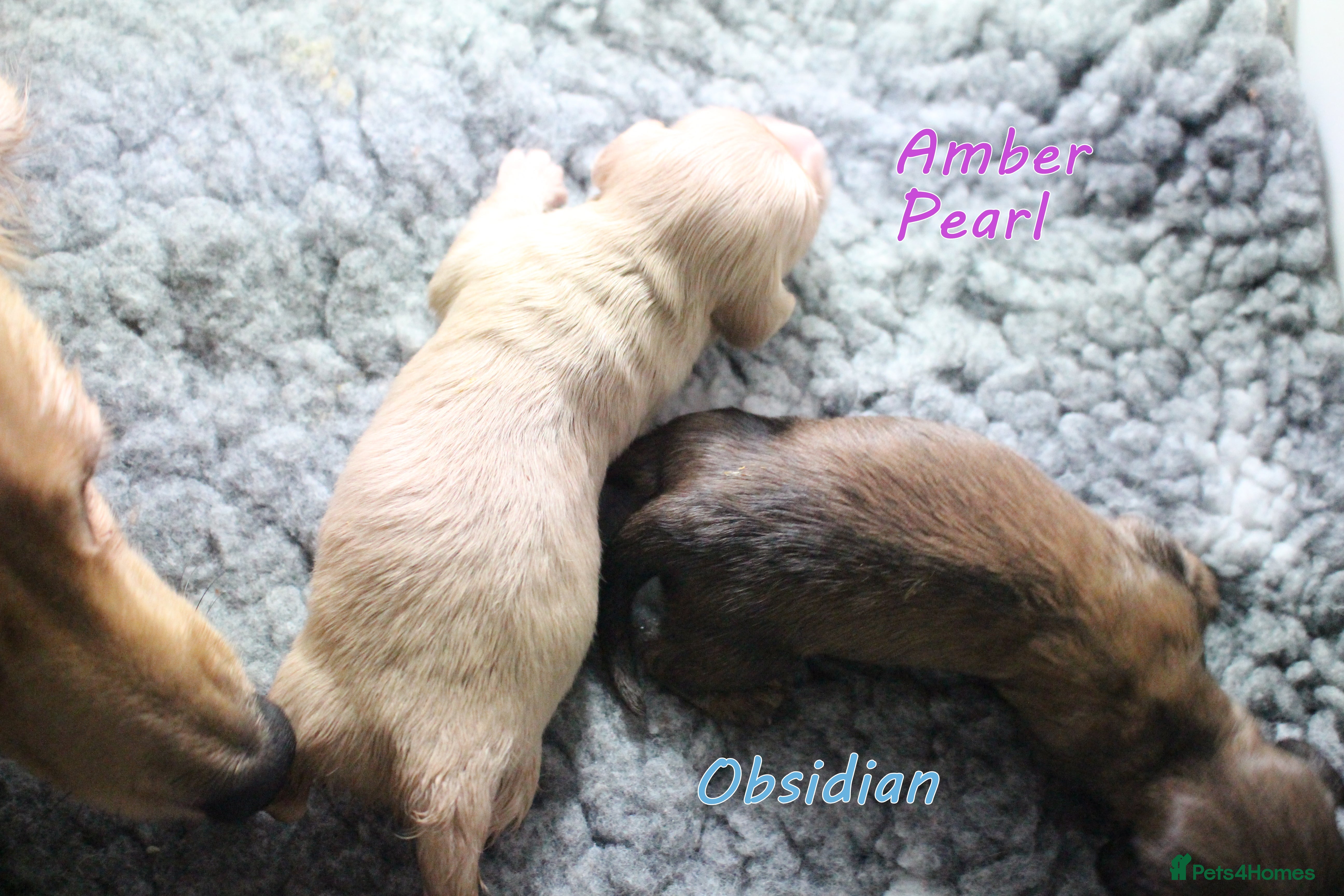 Miniature Dachshund dogs 🌟 Cream & Shaded Cream PRA Clear KC reg Apr 26 🌟 - Advert 16