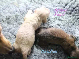 Miniature Dachshund dogs 🌟 Cream & Shaded Cream PRA Clear KC reg Apr 26 🌟 - Advert 8