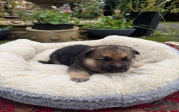 German Shepherd dogs for sale: German Shepherd puppy for sale - Image 18