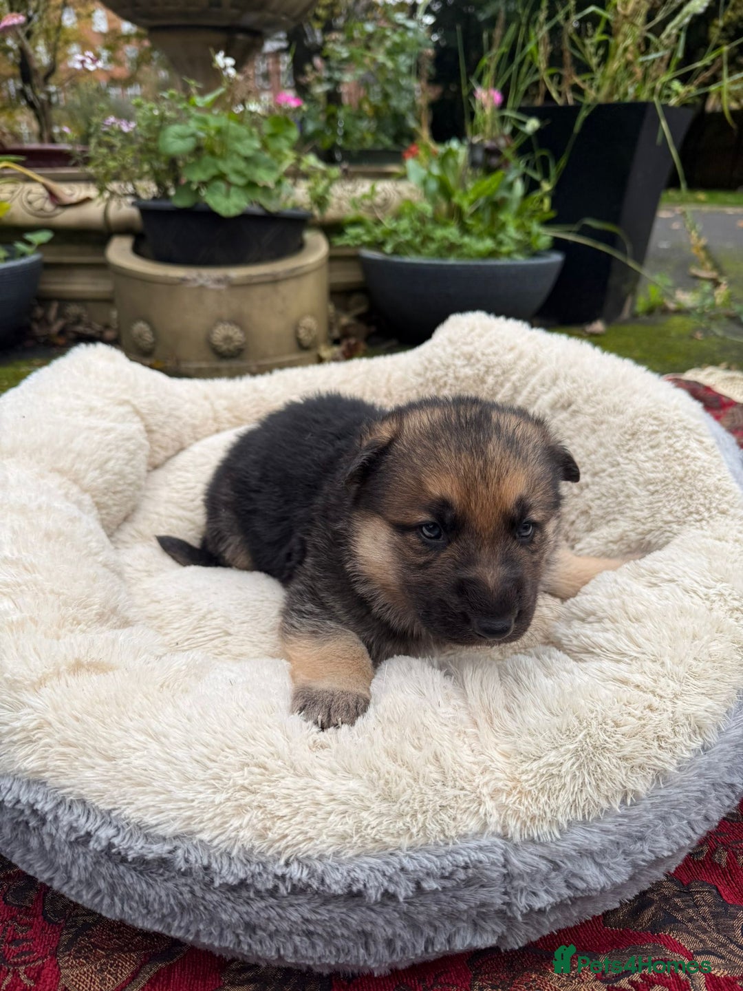 German Shepherd dogs for sale: German Shepherd puppy for sale - Image 18
