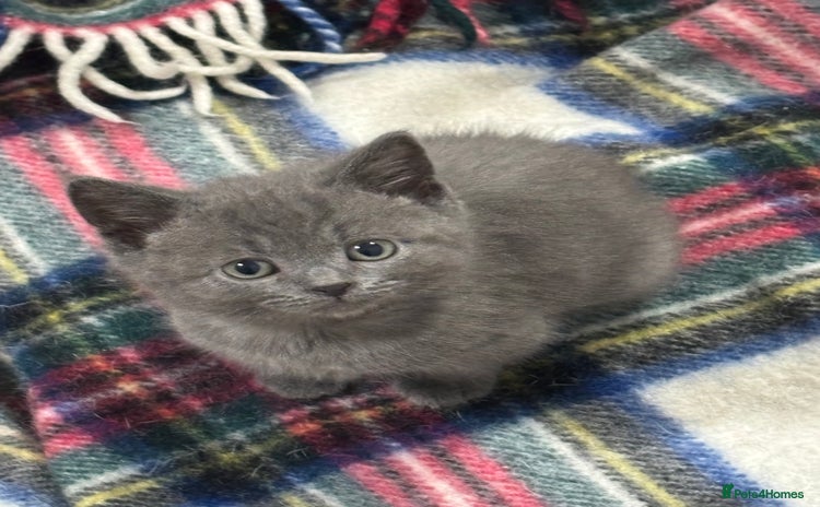 British Shorthair cats - Advert 5