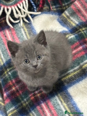 British Shorthair cats - Advert 5