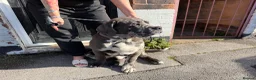 Cane Corso dogs for sale: Cane Corso Male  - Advert 10