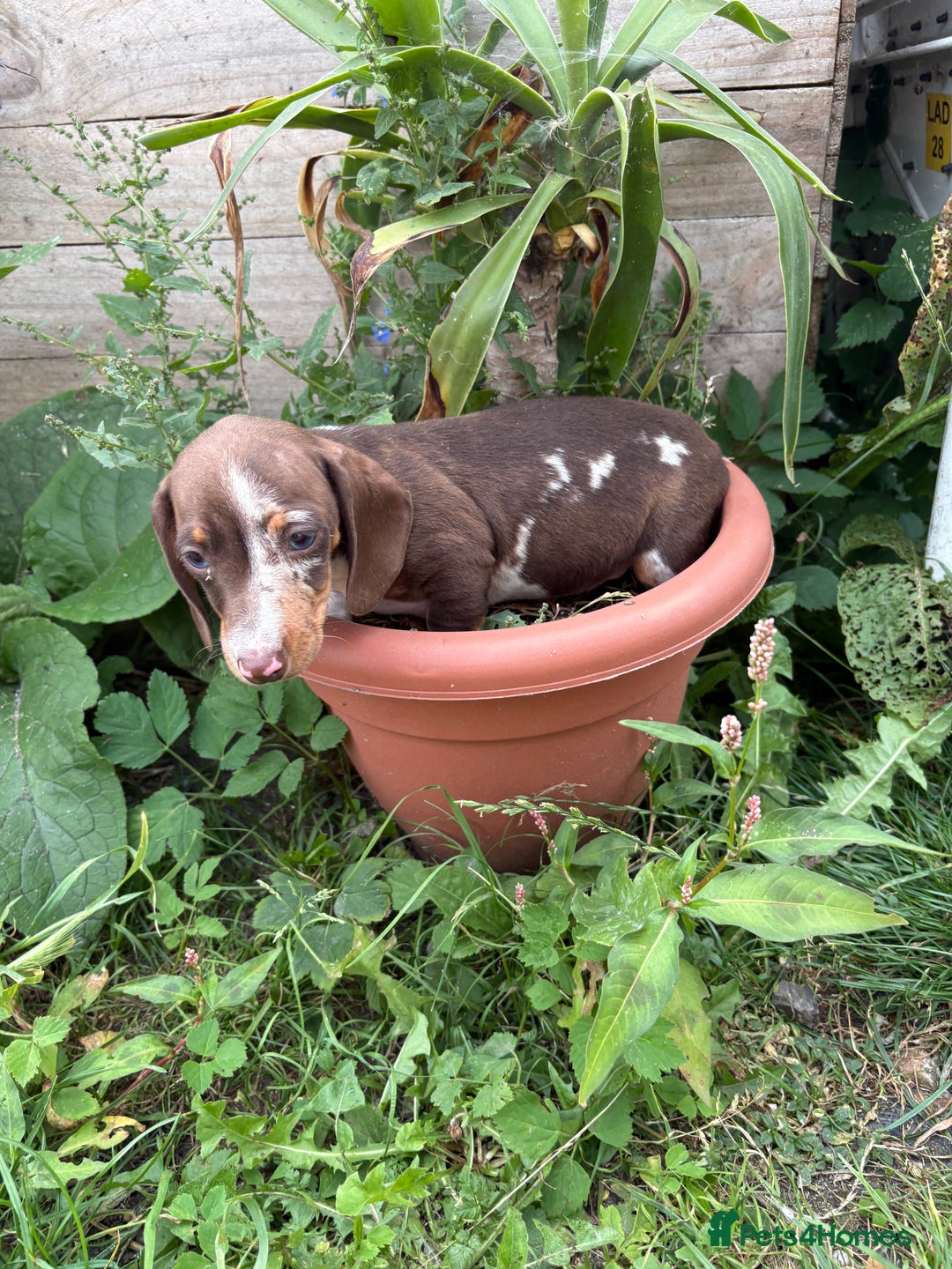 Miniature Dachshund dogs for sale:  Chocolate apple Miniature Dutch hound - Image 10