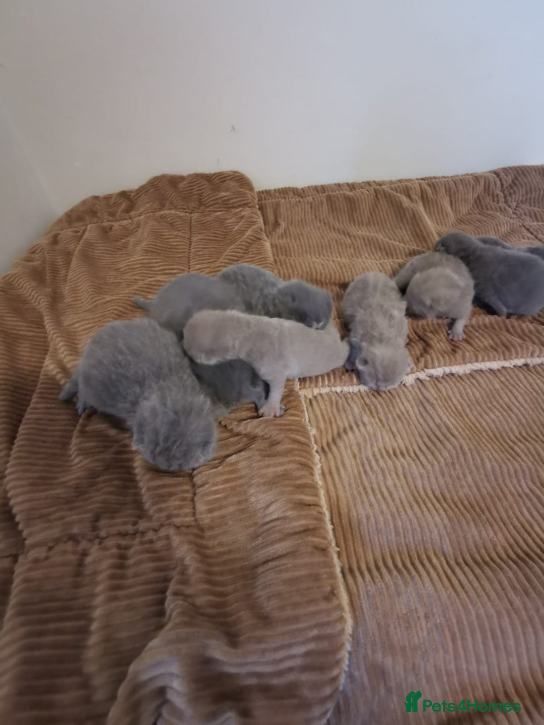British Shorthair cats for sale: GCCF REGISTERED BRITISH SHORTHAIRED KITTENS - Advert 8