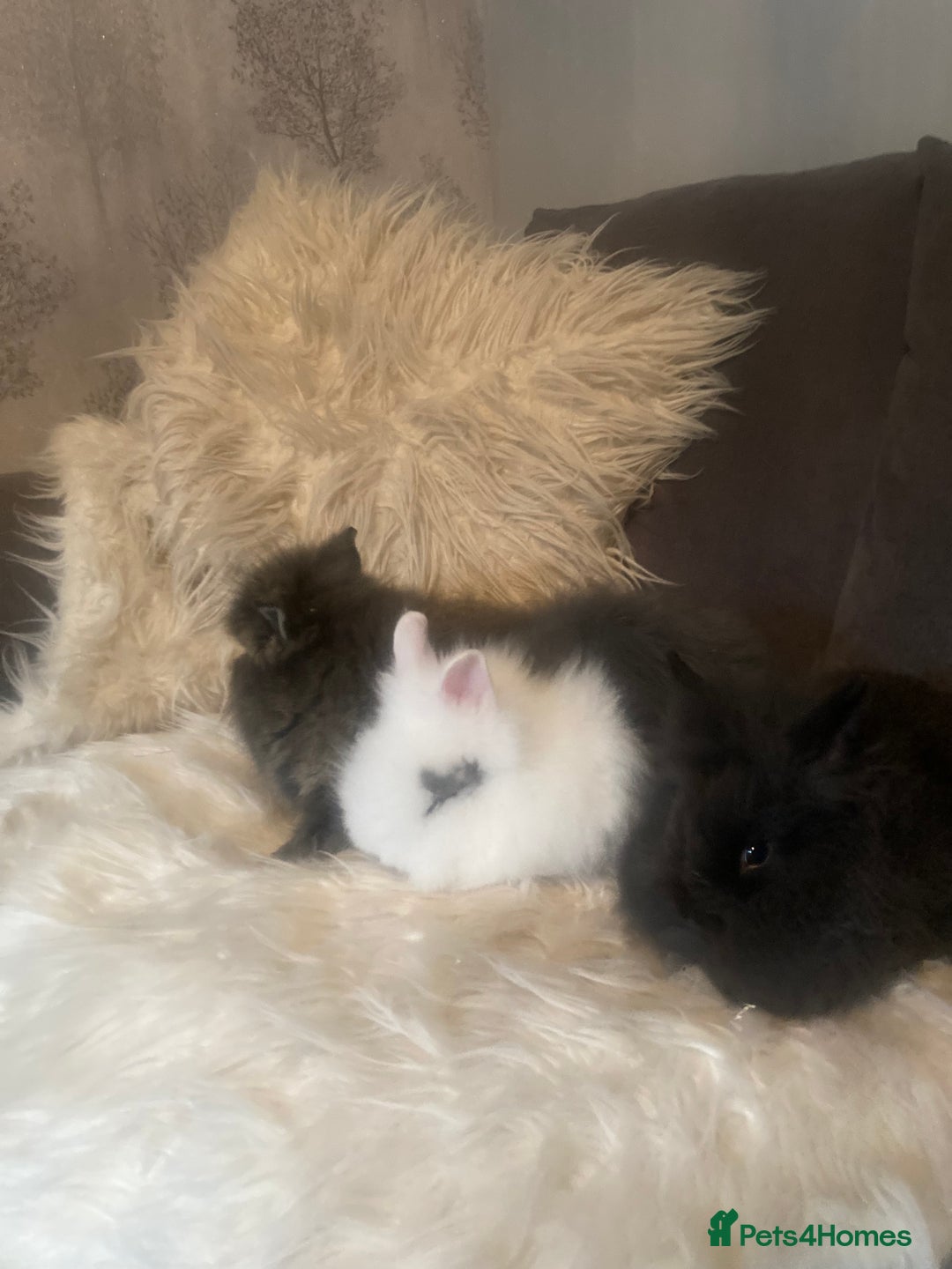 Lionhead rabbits for sale: Beautiful DoubleMane Lionhead Baby Bunnies/Rabbits - Image 16