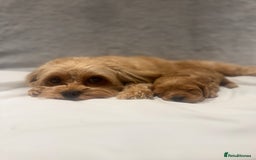 Cavapoo dogs for sale: Gorgeous Cavapoo Girl looking for loving home - Image 6