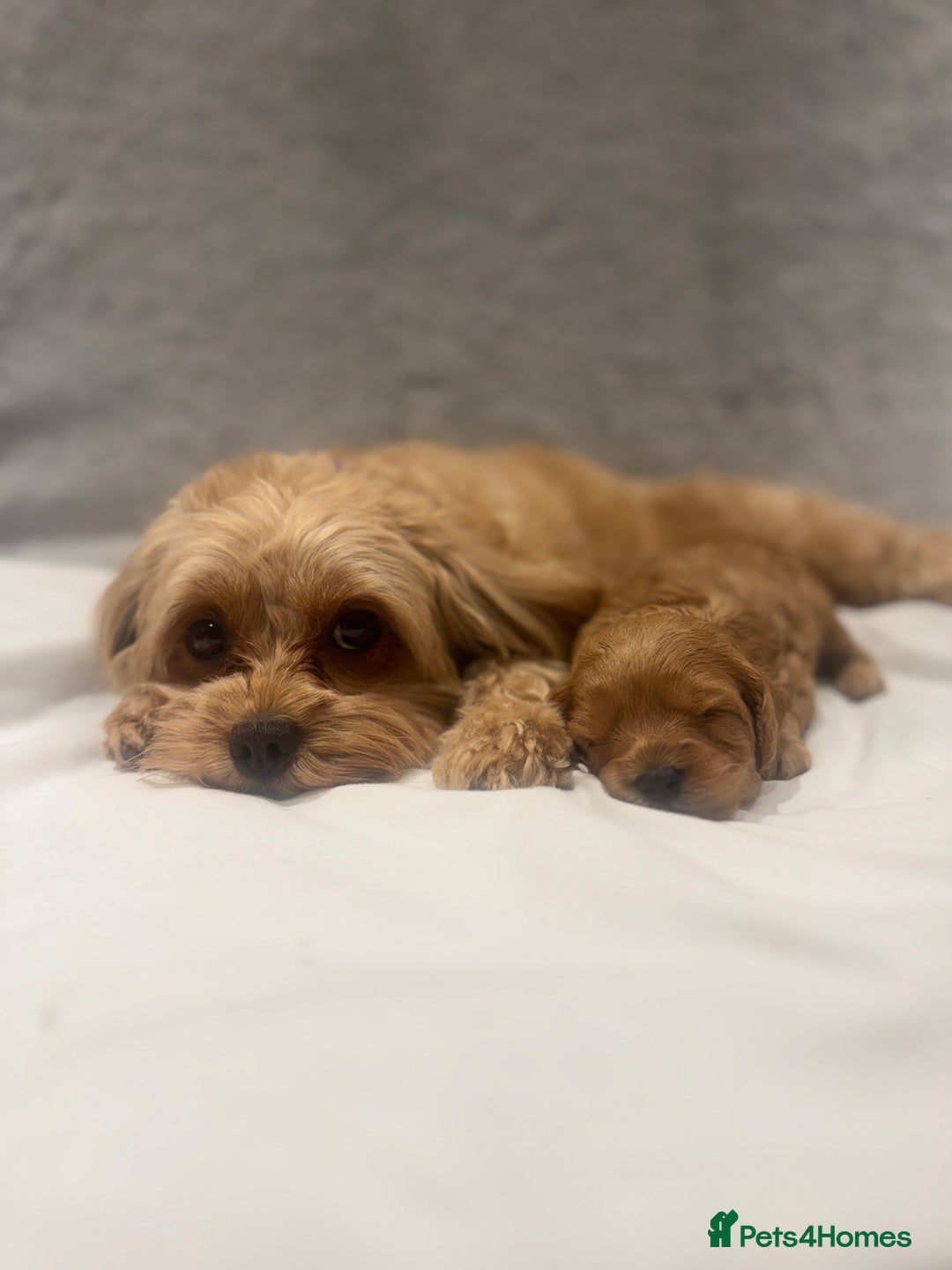 Cavapoo dogs for sale: Gorgeous Cavapoo Girl looking for loving home - Image 6