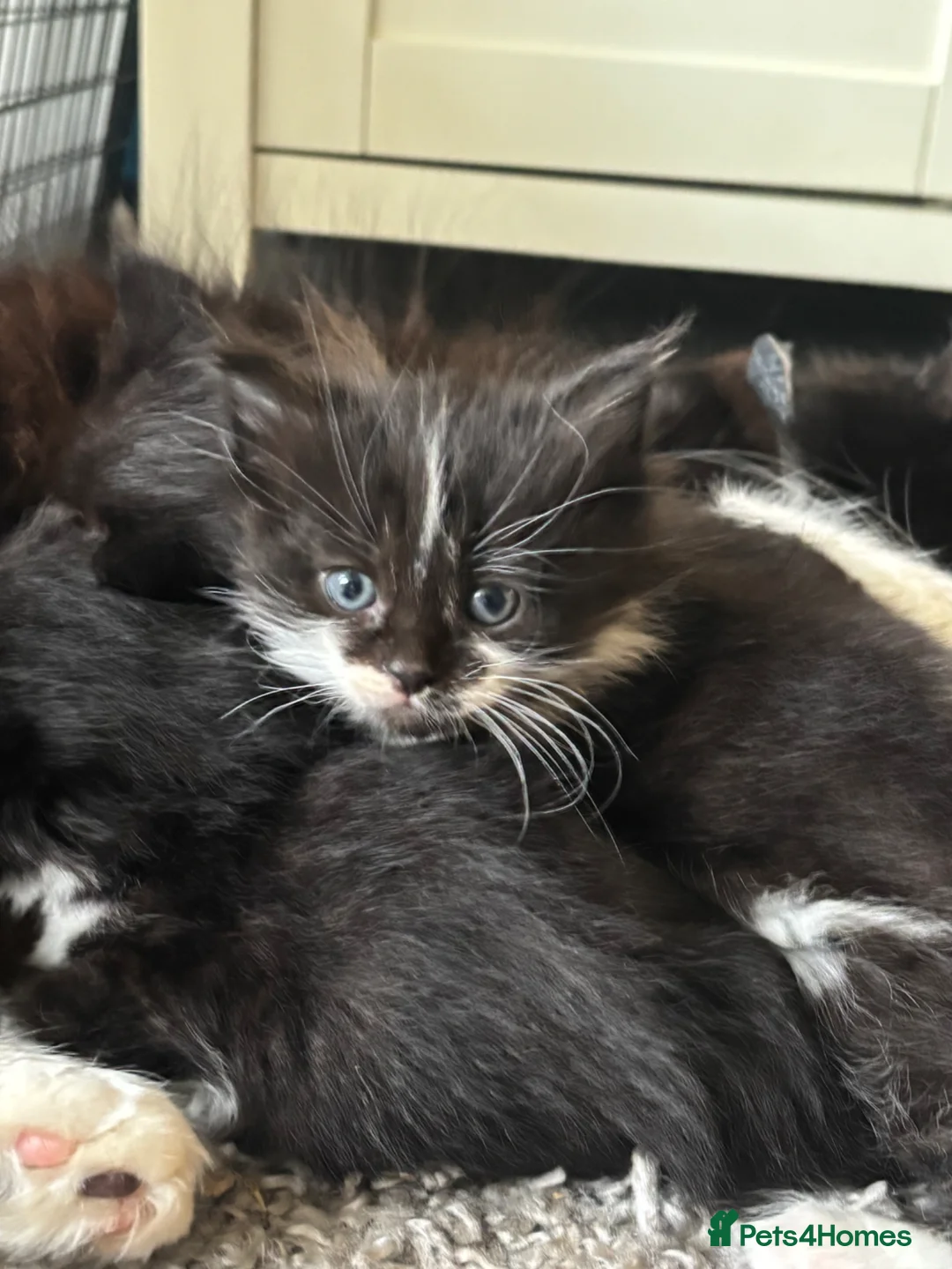 Mixed Breed cats for sale: Gorgeous fluffy kittens - only 2 left - Advert 1