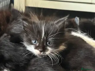 Mixed Breed cats Gorgeous fluffy kittens - only 2 left - Advert 1