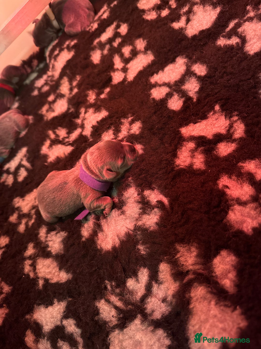 Staffordshire Bull Terrier dogs for sale: 6 Exclusive Champion blood Multi international - Image 6