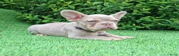 French Bulldog dogs for sale: Isabella French Bulldogs Ready Now  - Advert 3