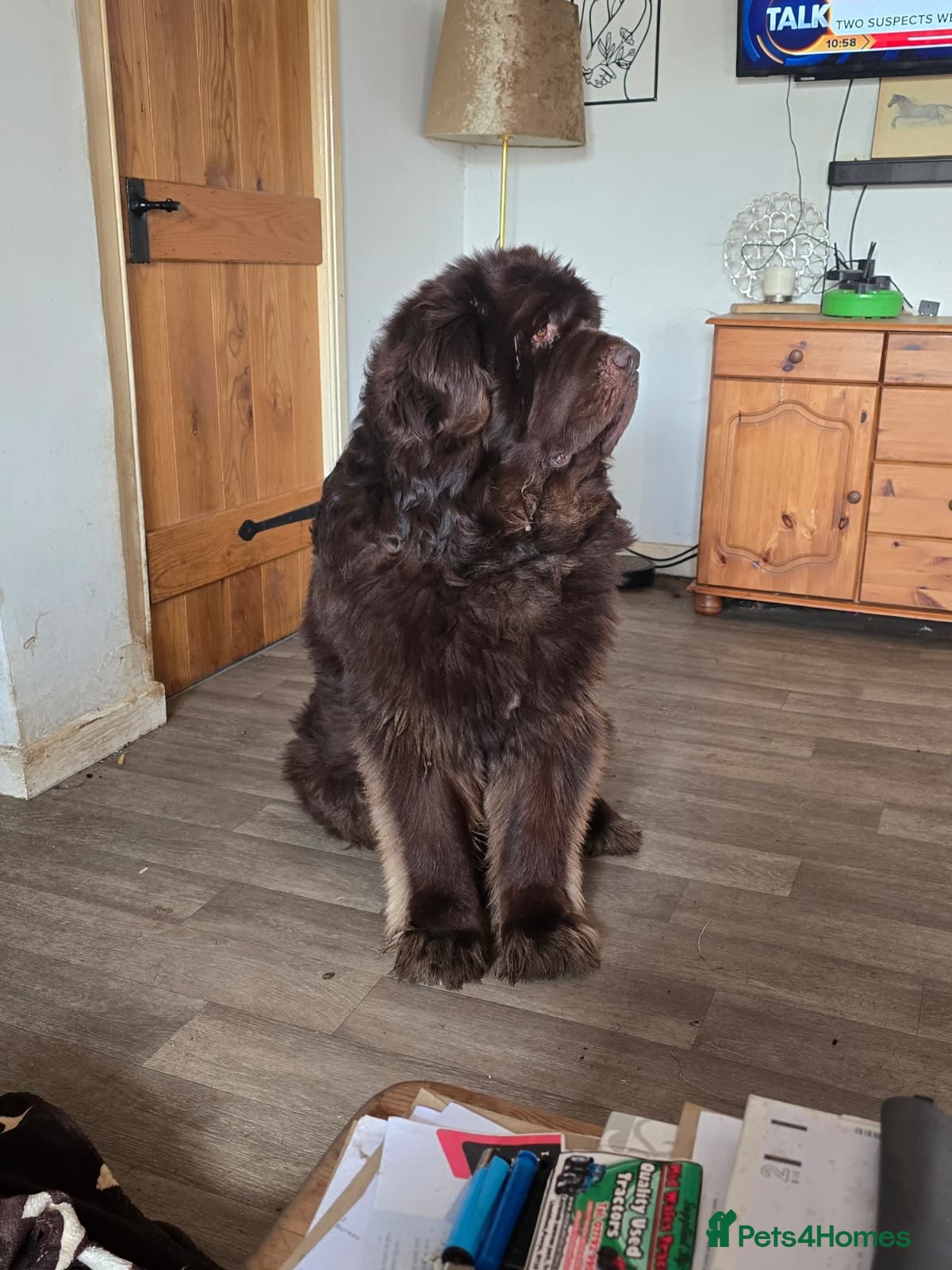 Mixed Breed dogs Newfoundland x 25% Great pyranees - Advert 16