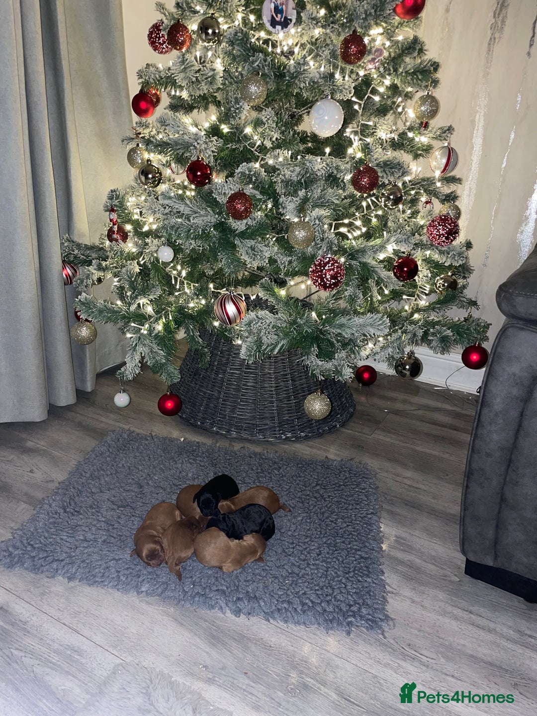 Cockapoo dogs for sale: F1 Cockapoo Puppies  - Advert 3