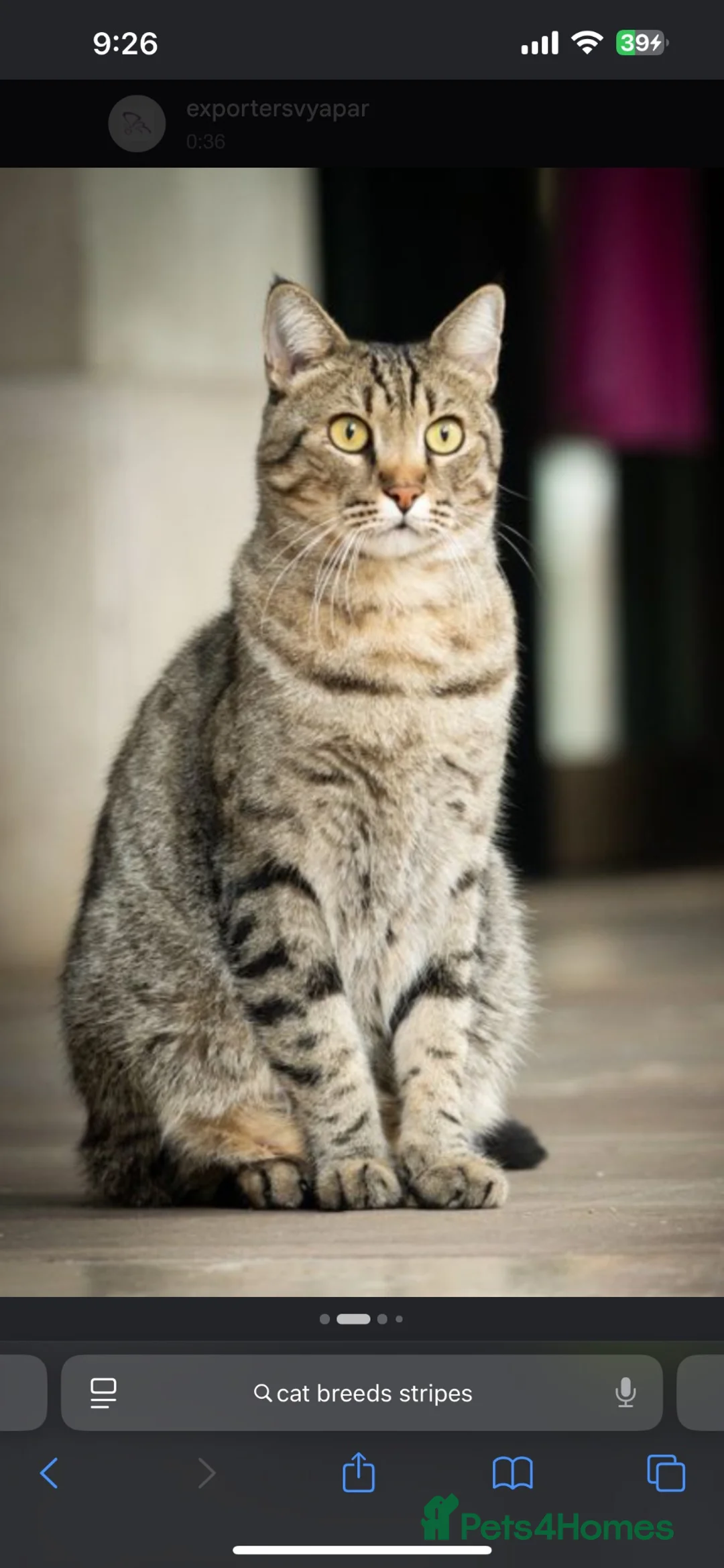 Mixed Breed cats for sale: Kitten tabby in Liverpool - Advert 1