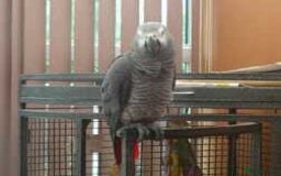 Parrots birds for sale: African grey parrot  - Image 3