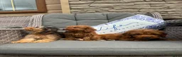 Cockapoo dogs for sale: F1 Cockapoo puppies (council licensed) - Advert 4