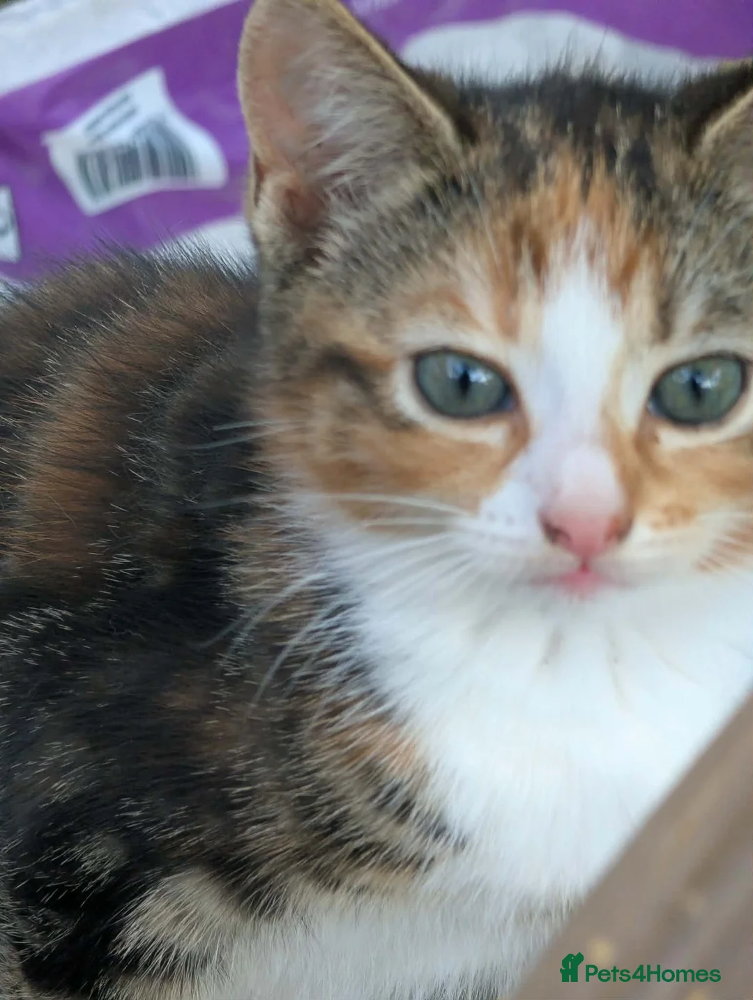 British Shorthair cats for sale: 2 girl shorthair kittens - Advert 3