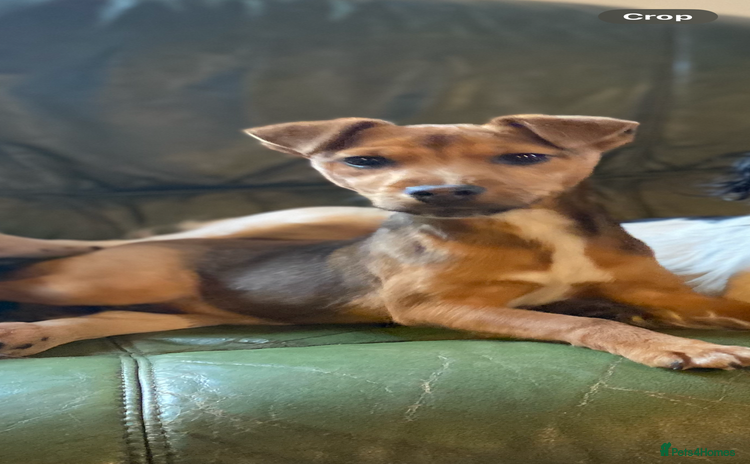 Patterjack dogs - Advert 1