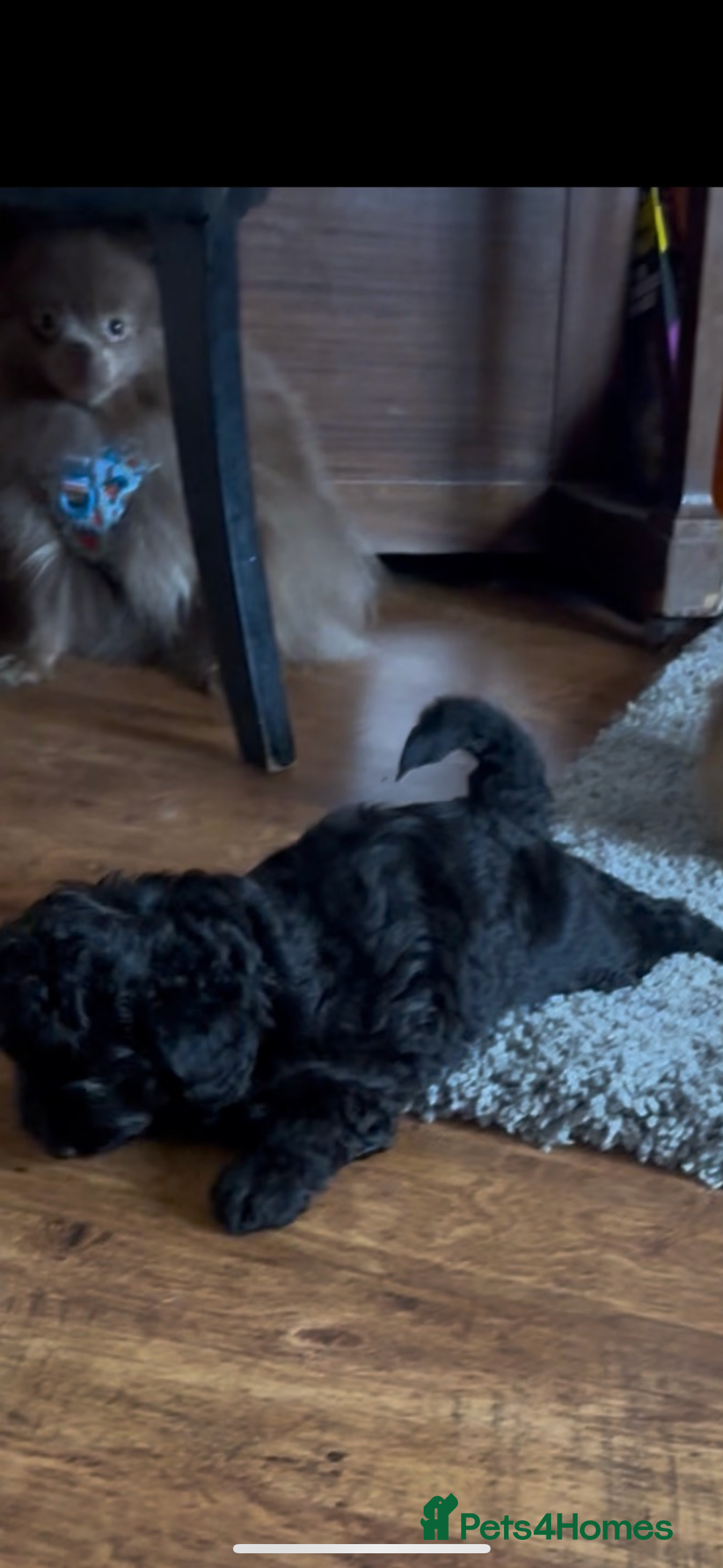 Labradoodle dogs for sale: Stunning small labradoodle  - Advert 7