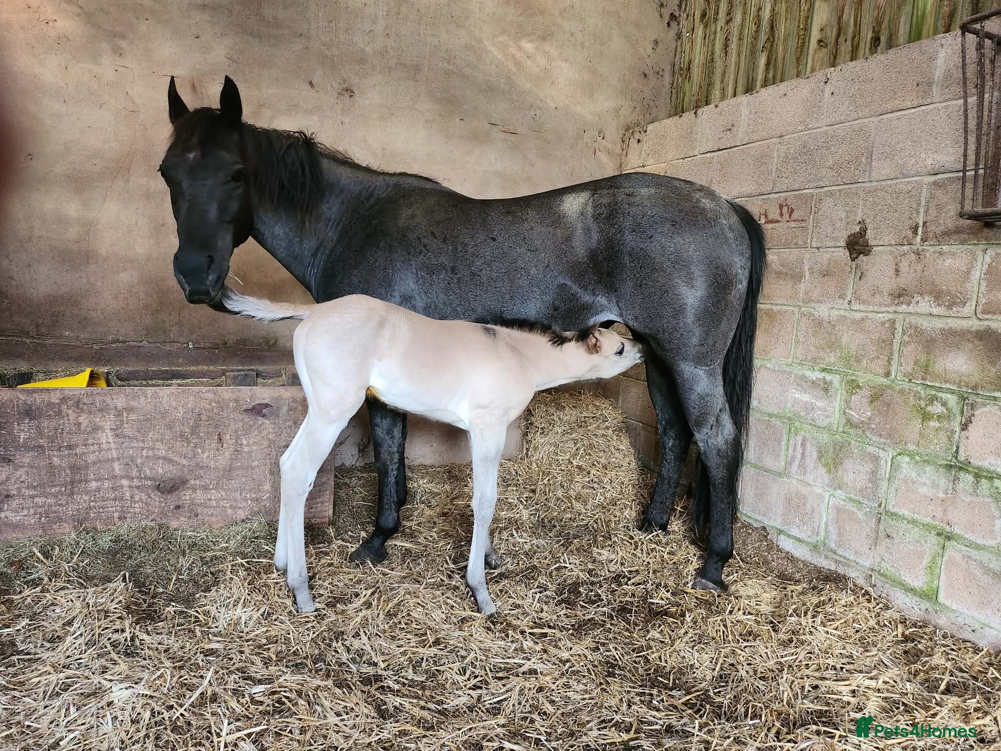 American Quarter horses for sale: QH Filly searching for superior dwelling & staff - Advert 11