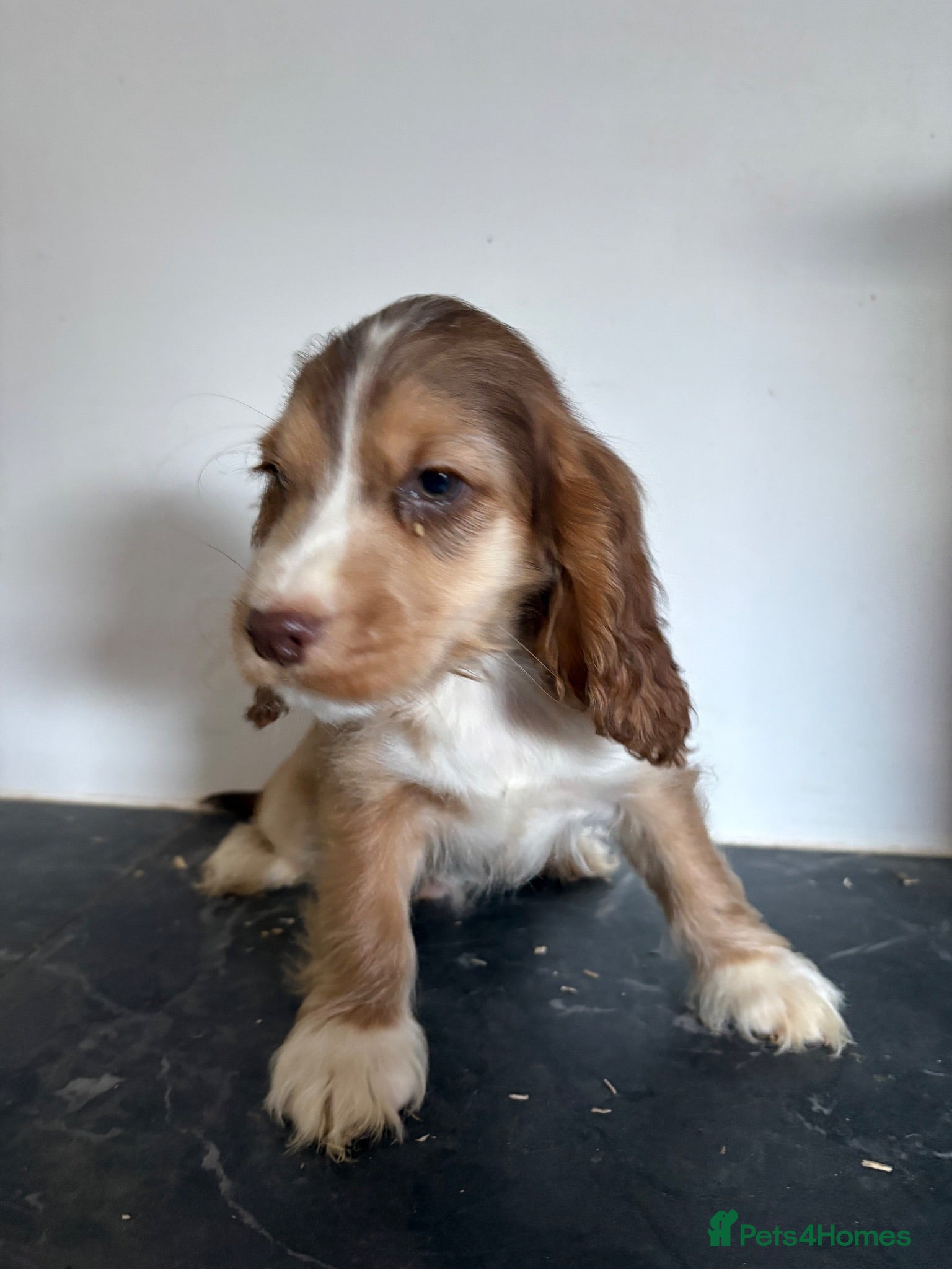 Cockapoo dogs Stunning cockapoo puppies - Advert 17